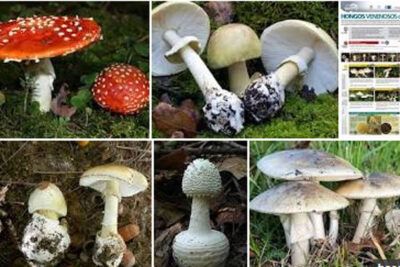 ¡Cuidado con los hongos venenosos! Identifica sus signos y síntomas