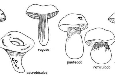 tipos de hongos en el reino fungi