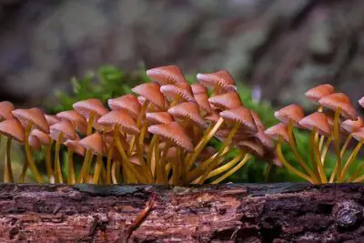 La triste historia: los hongos extintos que ya no volverán a existir