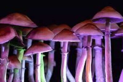 Los hongos mágicos el fascinante mundo de las drogas alucinógenas