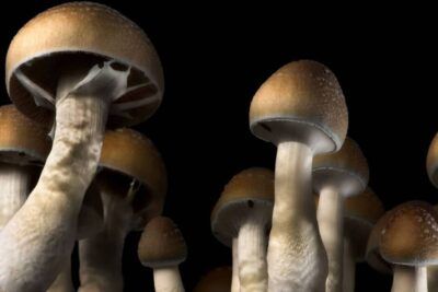 Explora los efectos y usos de los hongos mágicos un viaje psicodélico