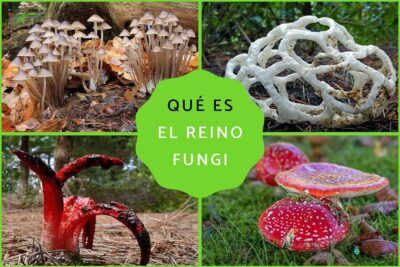 El reino fungi, qué es, características